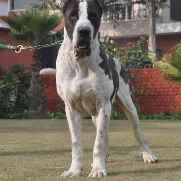 Bully Kutta